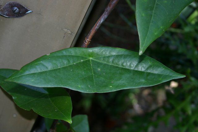 http://www.cloudjungle.com/cloudjungle/Passifloraceae/Passiflora/Passiflora coriacea.jpg